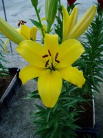 [1714 GoldenEra Mak No01.JPG]